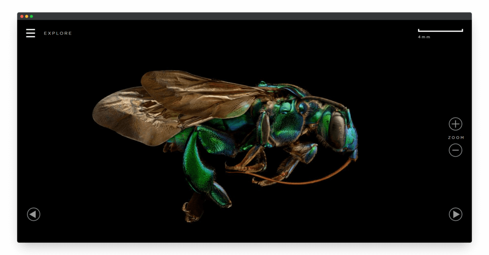 Microsculpture | 超高清昆虫微距摄影作品-Boss设计